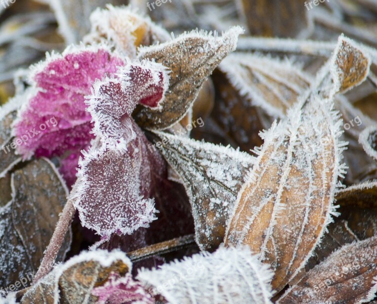 Frost Leaf Brown Dried Plant