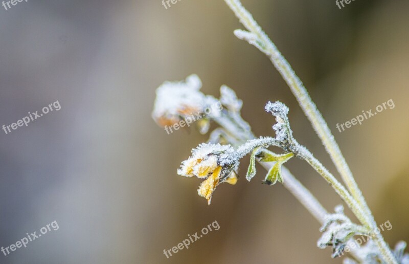 Frost Flower Yellow Dried Flower Plant