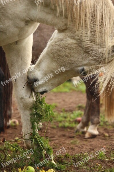 Horse Mold Thoroughbred Arabian Carrot Carrots