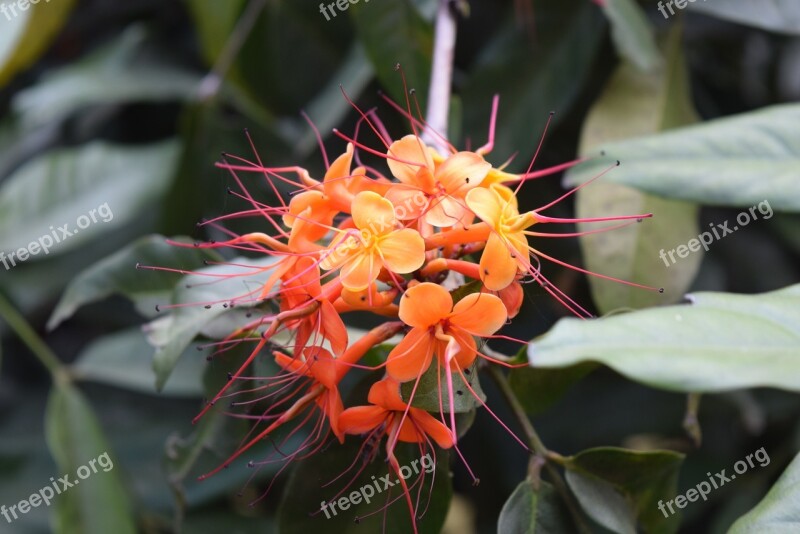 Asoka Flower Saraca Indica Free Photos