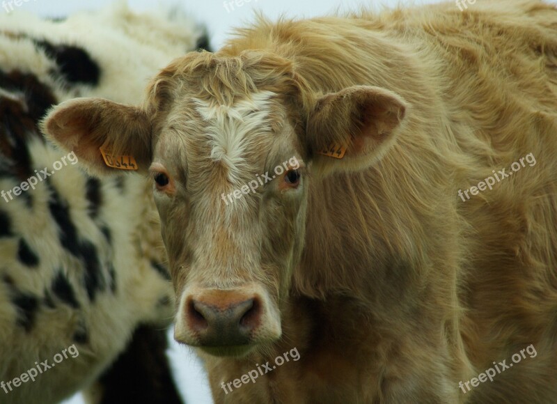 Normandy Cow Norman Race Milk Free Photos