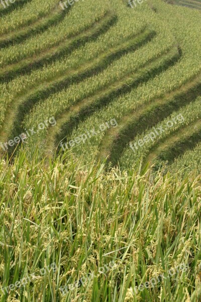 Rice Plantation Rice Plantations Rice Fields Asia