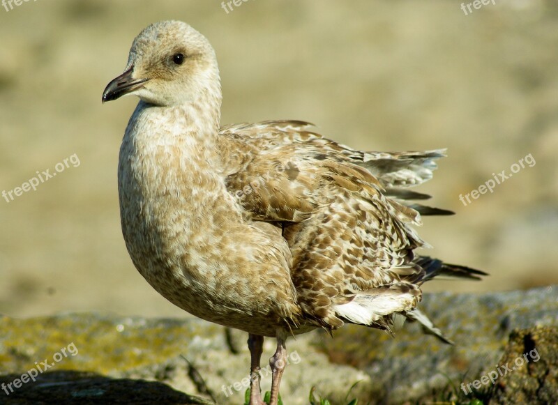 Bird Seagull Feathers Sea Bird Free Photos