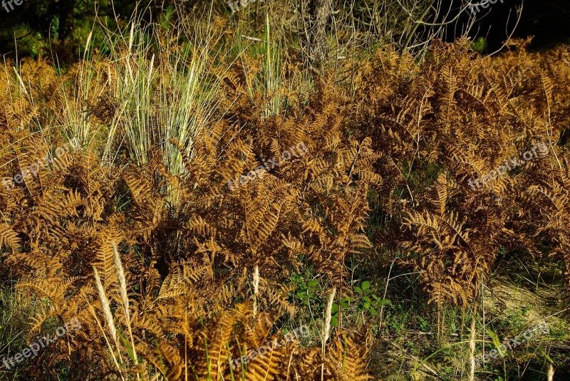 Ferns Vegetation Fall Free Photos