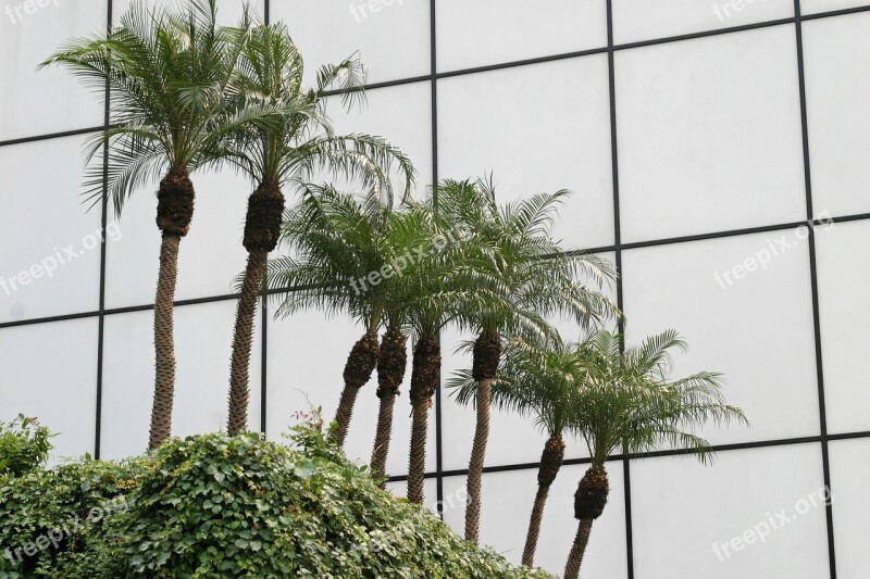 Palm Trees Glass Facade Architecture Miami Skyscraper