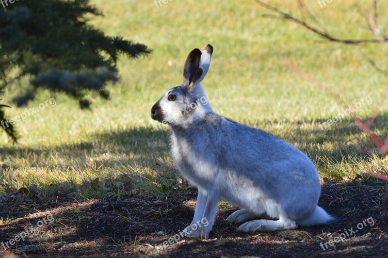 Rabbit Hare Wildlife Bunny Easter