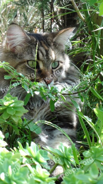 Cat Coon Hand Nature Domestic Animal Free Photos