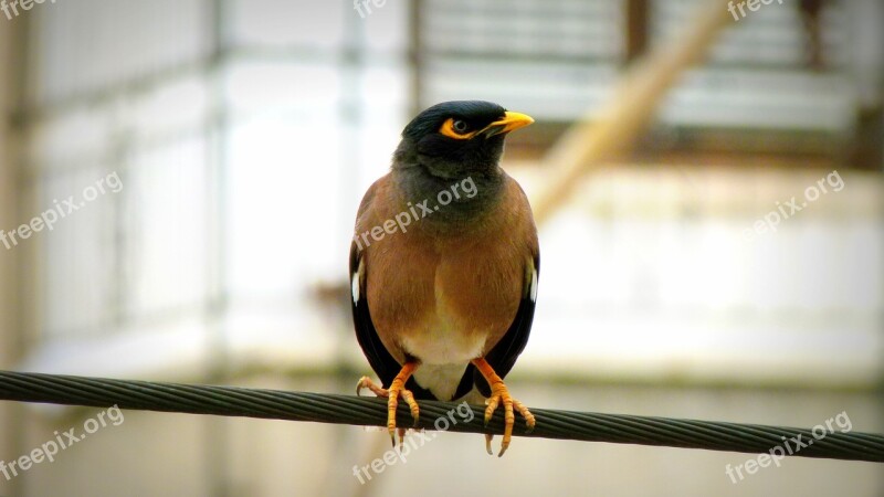 Bulbul Bird Wildlife Free Photos