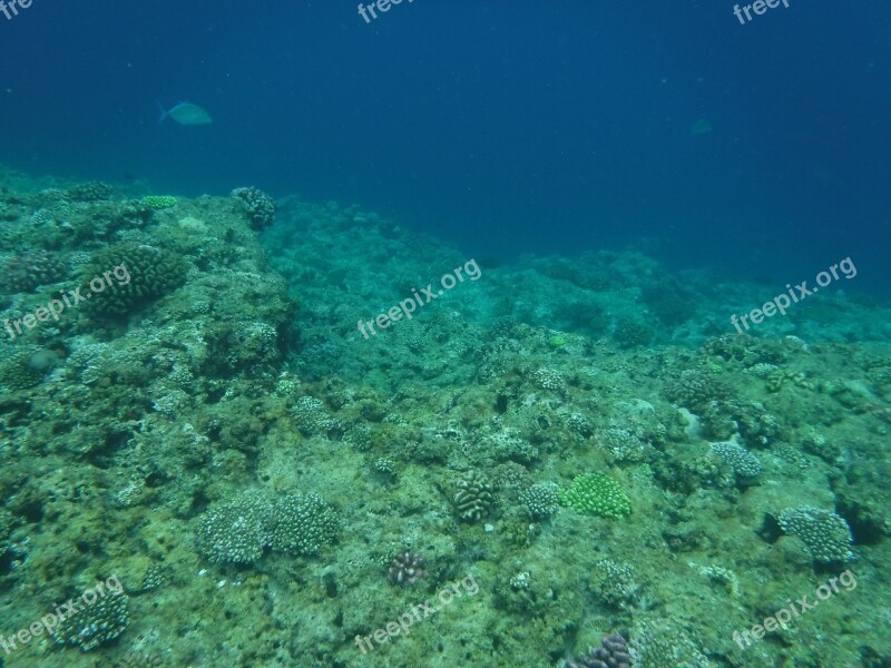 Coral Reefs Okinawa Sea Free Photos