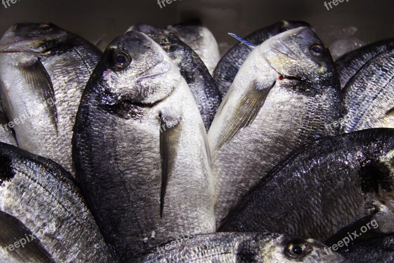 Fish Fishing Fang Fischhandel Fish Market