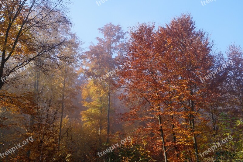 Forest Autumn Colorful Leaves Autumn Forest Leaves