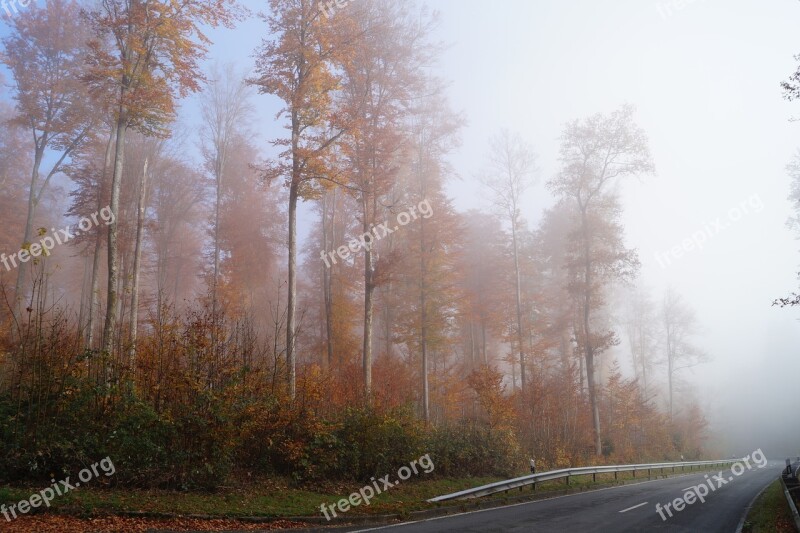 Autumn Fog Nature Landscape Forest