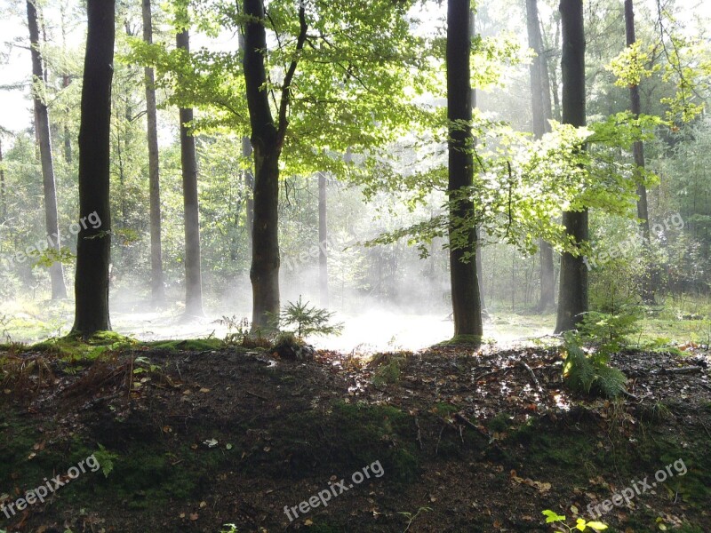 Forest Trees Sun Sunlight Patch Fog