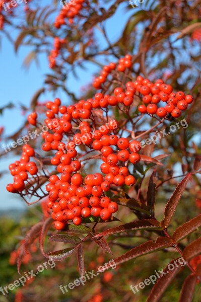 Rowan Berries Autumn Berry Red Colors