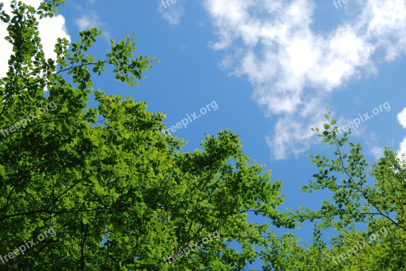 Tree Forest Hardwood Leaf Branches