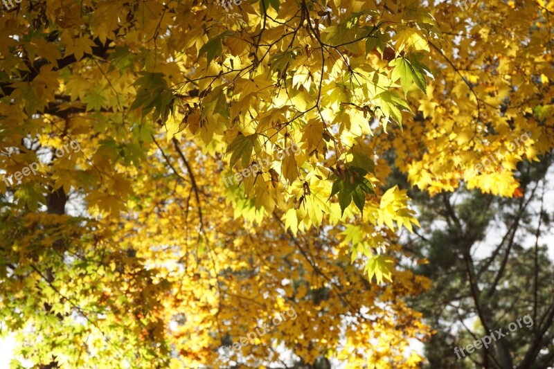 Autumn Wood Autumn Leaves The Leaves Forest