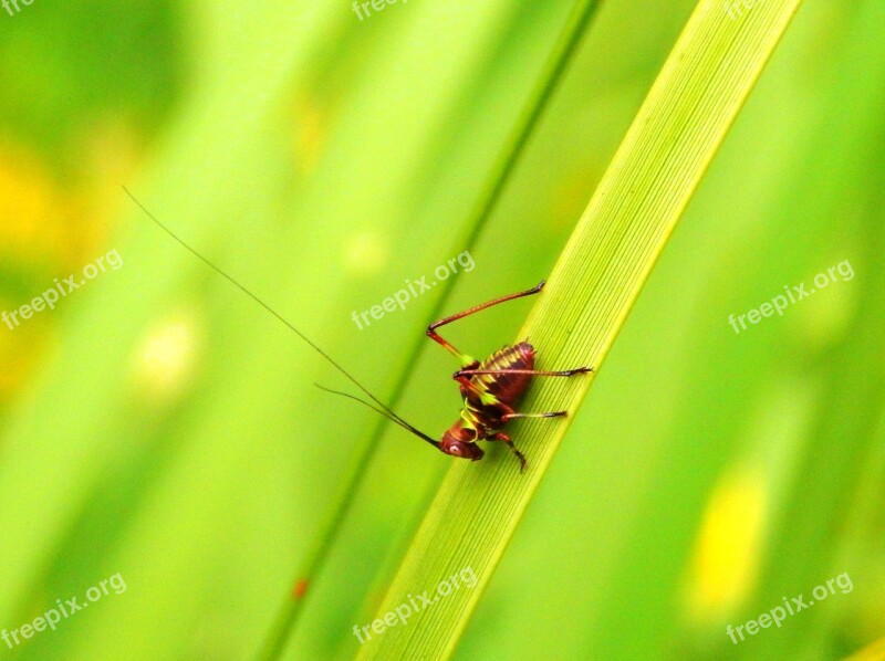 Insect Invertebrate Cricket Nature Animal