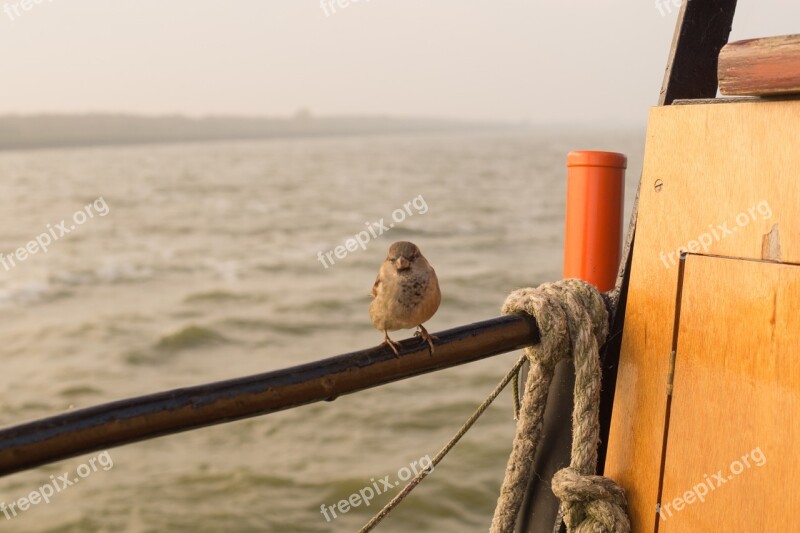 Sparrow Sea Boat Line Sitting