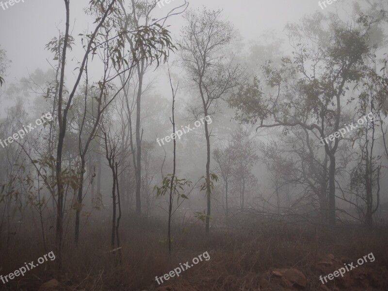 Fog Spooky Trees Mist Dark