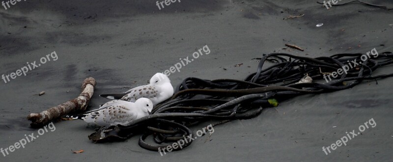 Seagulls Gulls Sea Birds Sea Weed Nature