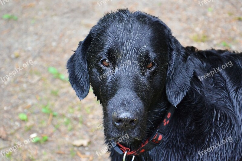 Dog God's Sweetheart Animal Best Retriver