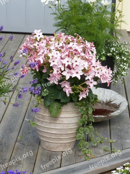 Pot Plant Flowers Pink Barrel