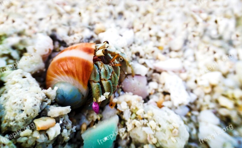 Hermit Hermit Crab Shell Ocean Saltwater