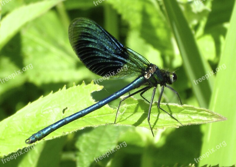 Dragonfly Insect Flight Insect Blue Dragonfly Shiny