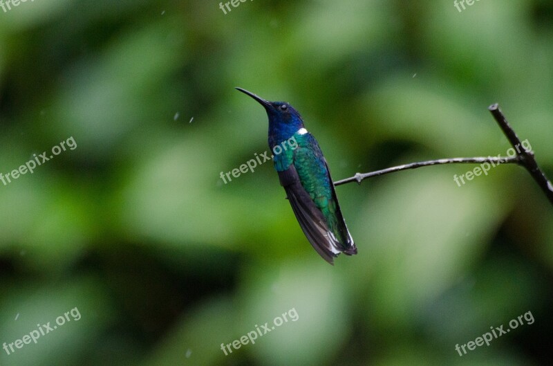 Hummingbird Jacobin Bird Wildlife Natural