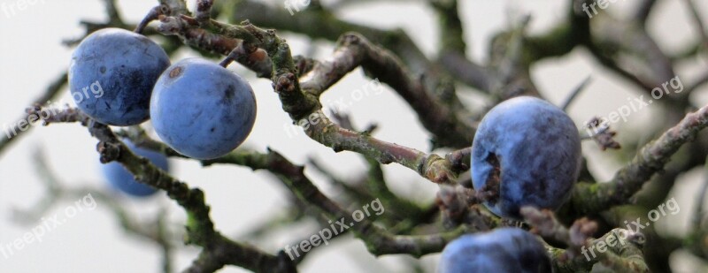 Sloes Berries Fruit Nature Tree