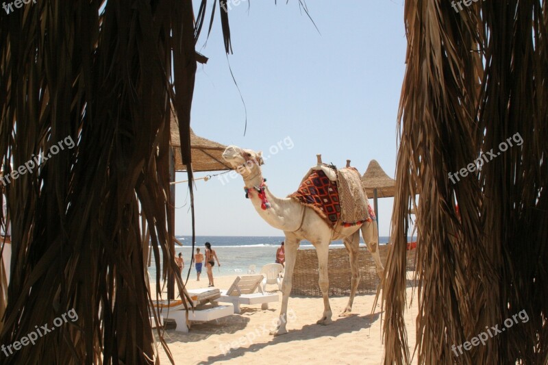 Dromedary Camel Egypt Höcker Sea Free Photos