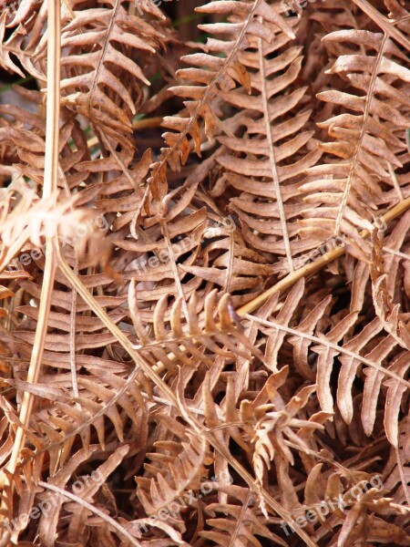 Autumn Fern Nature Plant Close Up