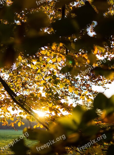 Autumn Sun Leaves Mood Backlighting