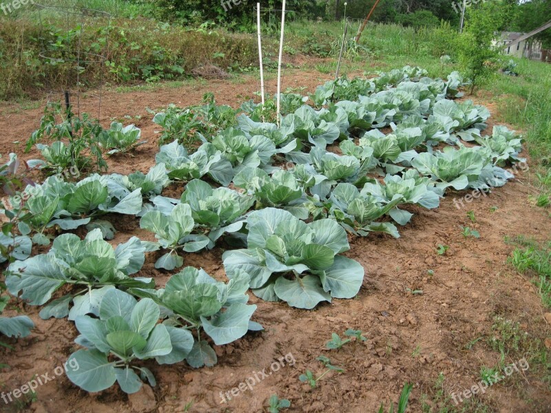 Cabbage Garden Produce Agriculture Gardening