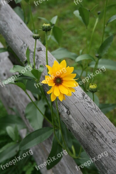 Yellow Flower Field Fence Green Nature