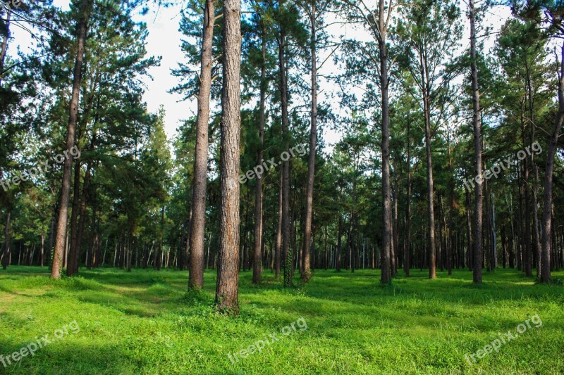 Pine Forest View Forest Pine Tree