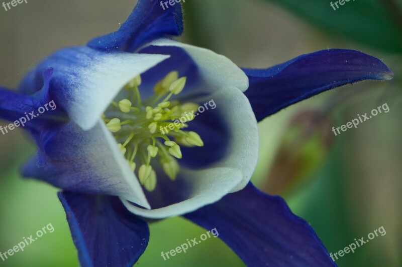 Columbine Blue Flower Spring Free Photos