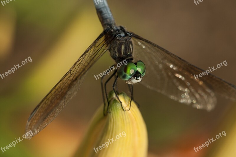 Dragonfly Insect Green Free Photos