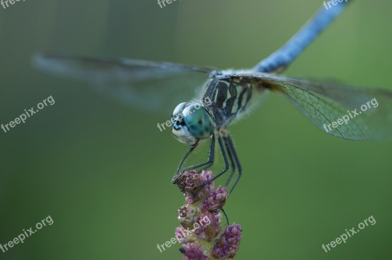 Dragonfly Insect Blue Free Photos