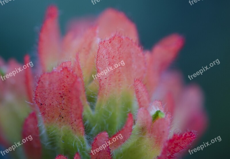 Flower Indian Paintbrush Sonoma Free Photos