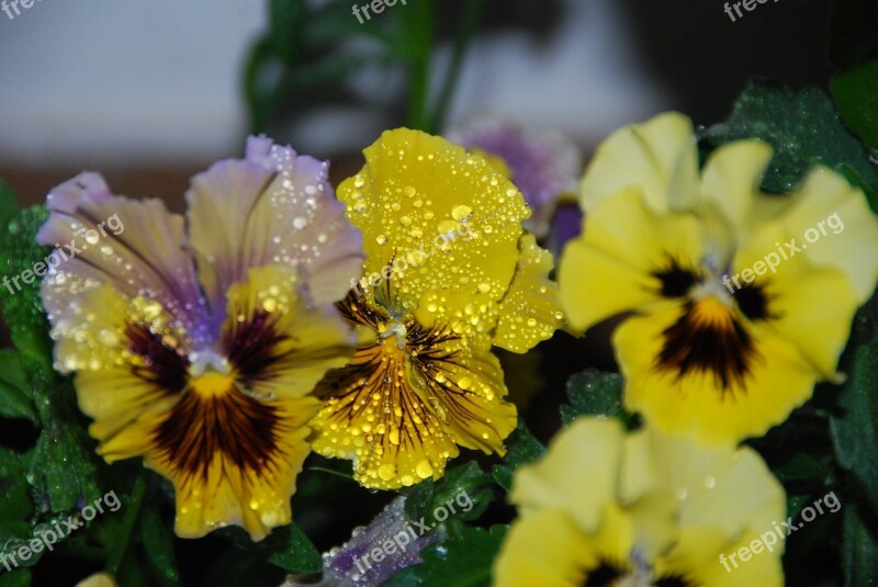 Flowers Rosa Water Drops Pansies