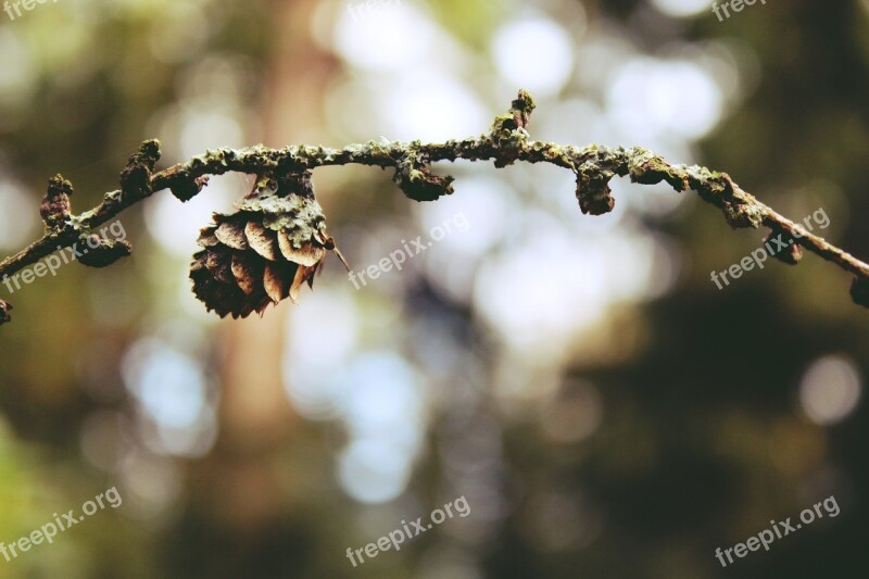 Tap Tree Larch Conifer Nature