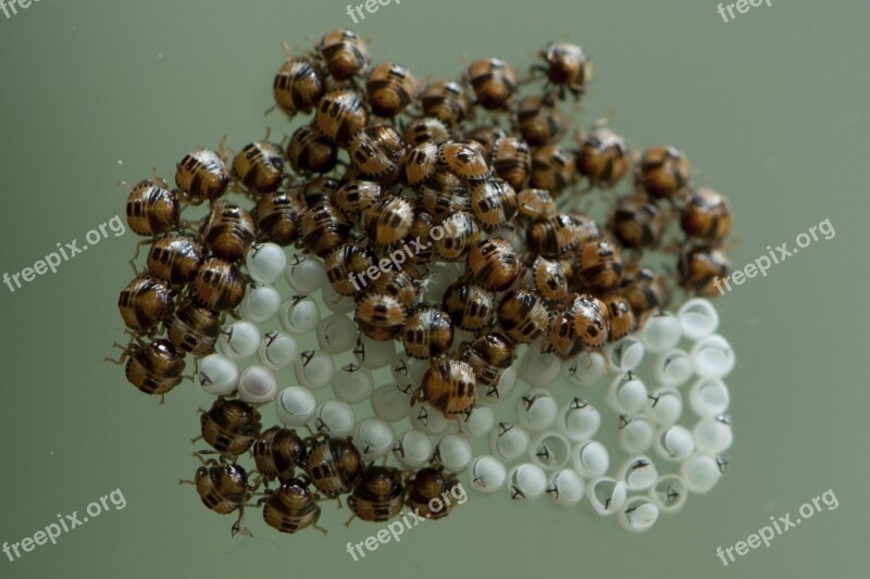 Stink Bug Eggs Hatched Insect Free Photos