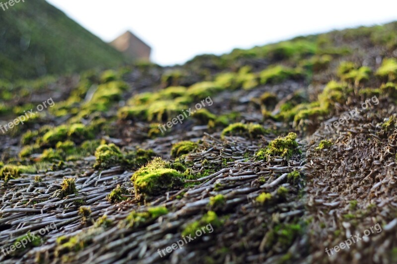 Thatched Roof Ahrenshoop Darß Thatched Roofs Moss