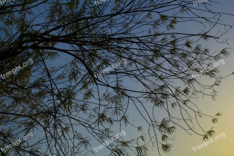 Evening Tree Nature Landscape Forest Landscape