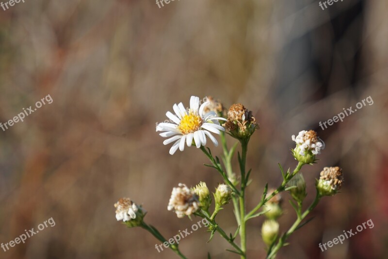 Wild Flower Close Up Focus Blossom Free Photos