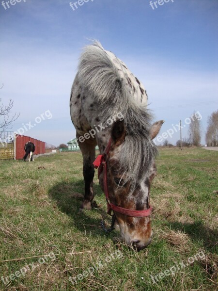 The Horse Animal Pony The Head Of A Horse Free Photos