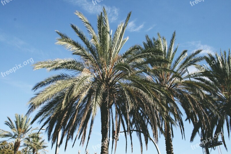 Beach Palm Trees Sky Blue Coast