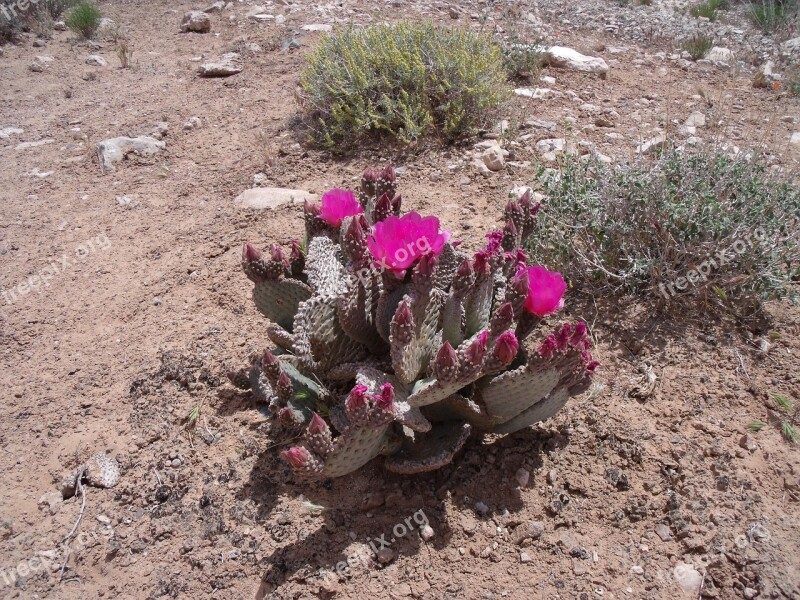 Cactus Desert Nevada Free Photos