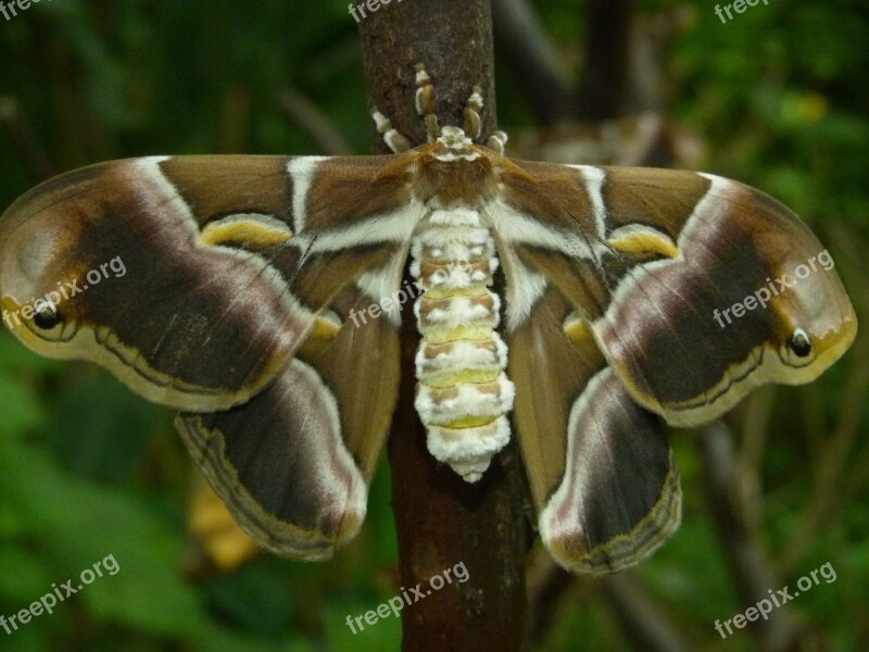 Butterfly Wings Open Moth Giant